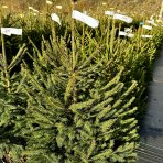 Smrek obyčajný (Picea abies) - výška 60-100 cm, kont. C20L